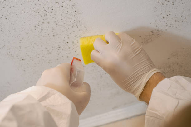 Best Forensic Mold Investigation  in Gray, GA